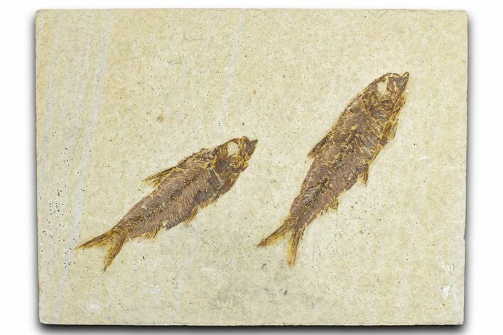 Limestone with Two Fossil Fish (Knightia) - Wyoming #348112